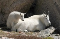 Wildlife Photography Seminar: Friday, November 19